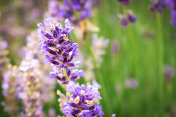 Macro photo of a lavender flowers on a lavender field on Hungary