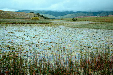 water lily lake