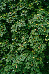 The fruit of horse chestnut on the branches of the tree - ball-shaped boxes with spikes.