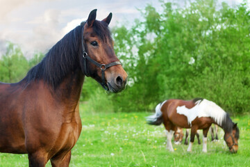 Horses fall on a green meadow. A brown horse in the foreground looks in front, in the background horses eat grass.