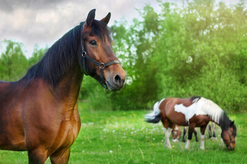 Horses fall on a green meadow. A brown horse in the foreground looks in front, in the background horses eat grass.