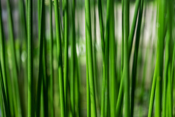 Obraz na płótnie Canvas Sedge as a background, grows in the water of a small river. Close up photo. Beautiful green color.
