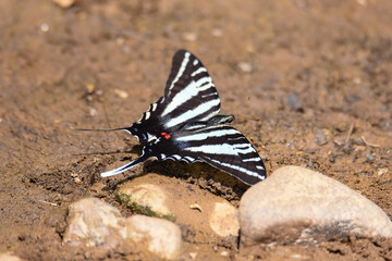 zebra swallowtail butterfly on wet ground