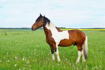 Fototapeta na wymiar Gorgeous paint horse in the pasture, on a natural background of a green meadow and blue sky.