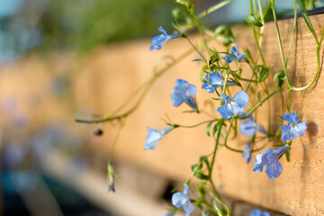 blue flowers