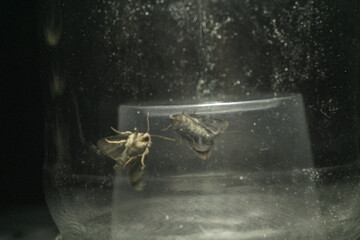 Can the insects even breathe under glass and plastic cup?  Or maybe they just self trapped night flies as a metaphor. 
