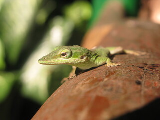 Green anole lizard (Anolis carolinensis) - small arboreal lizard on a wooden railing, Cuba