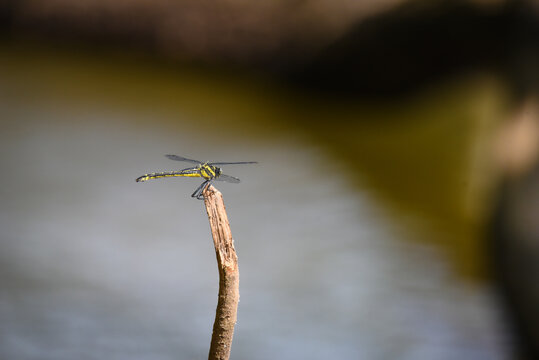 dragonfly next to the canal