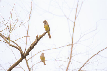 great crested flycatchers on a tree