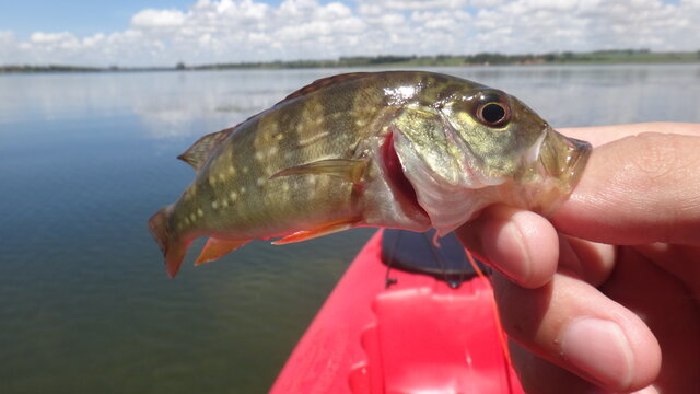 baby Peacock bass tucunar&eacute; azul blue