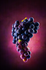 İsolated wine grapes on vintage red background