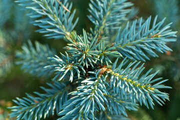 Naklejka na ściany i meble Young branches of spruce. Closeup of green spruce young needles.