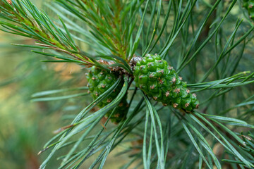 Young green cones on a branch of a pine tree