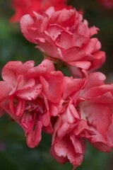 pretty in pink roses outside in summer