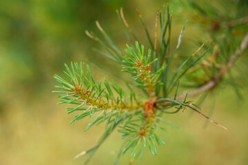 Young branches of pine tree. Closeup of green pine tree young needles.
