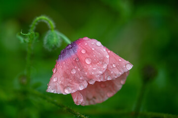 pink poppy flower with water drops in the garden macro close up