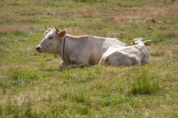 Naklejka na ściany i meble Cow on a summer pasture. Rural landscape. Poland, Europe
