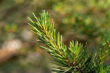 Naklejka na ściany i meble Young branches of pine tree. Closeup of green pine tree young needles.