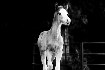 Fototapeta na wymiar Funny face of young foal horse in black and white.