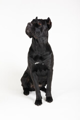 Black big dog of breed Cane Corso on a white background. Full-length portrait of an animal.