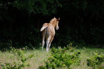 Naklejka na ściany i meble Foal horse shows baby farm animal in nature.