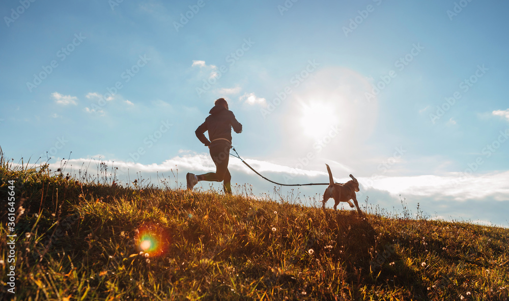 Wall mural man runing with his beagle dog at sunny morning. healthy lifestyle and canicross exercises jogging c