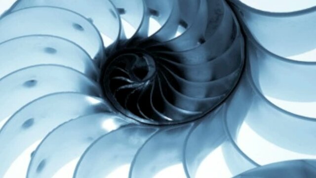 Close up of a split nautilus shell