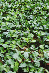 Chard plants growing in the garden