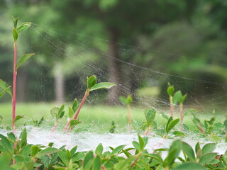 Tokyo,Japan-June 26, 2020: Three dimensional spider's web after the rain
