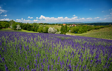 Purple lavender field in Hungary