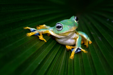  Javan tree frog front view