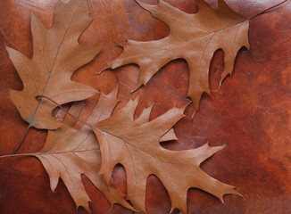 Naklejka na ściany i meble Maple/oak leaves on a vintage leather background. Thanksgiving autumn holidays background concept.