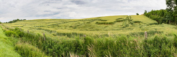 Obraz premium Cereals overturned by storms and rain. Destroyed arable farming in Central Europe. Summer season.