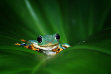  Javan tree frog front view