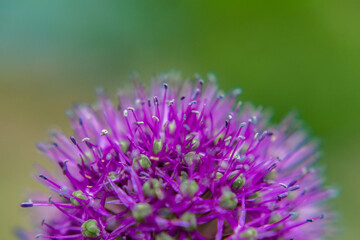 purple wild onions fluffy with stamens