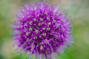 purple wild onions fluffy with stamens