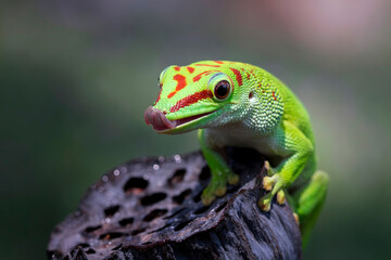 Beautiful color madagascar giant day gecko on dry bud, animal closeup - obrazy, fototapety, plakaty