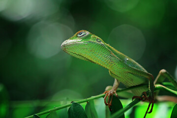 Green lizard on branch, green lizard sunbathing on branch, green lizard  climb on wood, Jubata lizard