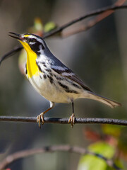 The beauty of cuban birds