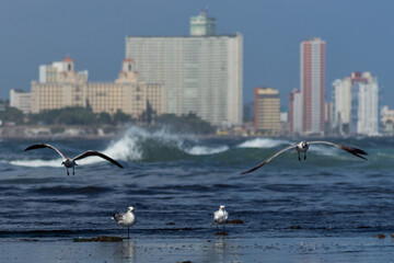 The beauty of cuban birds