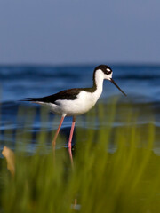 The beauty of cuban birds