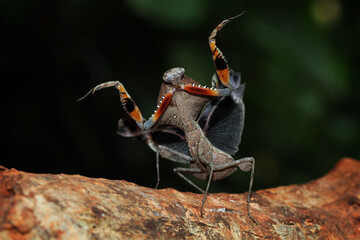 The beauty of the form of self defense Dead Leaf Mantis