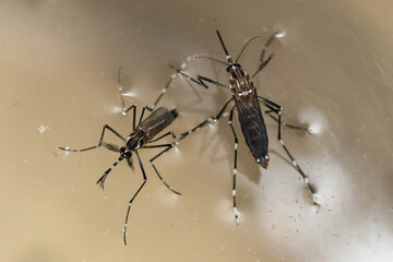 Female and male Aedes aegypti 
