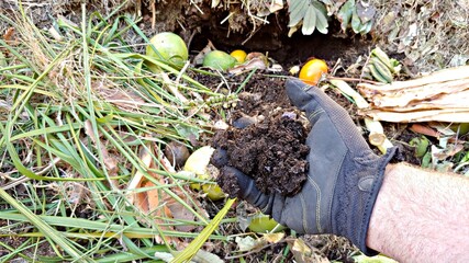An adult male gardener wearing a glove checks the decomposition of the organic recycled yard waste in a compost pile. Selective Focus on the blurred background.