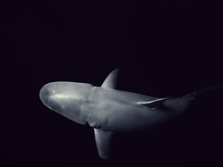 shark