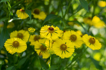 Helenium autumnale common sneezeweed in bloom, bunch of yellow brown flowering flowers