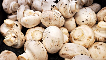 Fungi - A pile of delicious organic edible white mushrooms