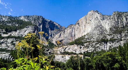 Unique wild plants stand tall in the foreground as a waterfall flows down the mountain cliffs in the background. 
Yosemite National Park, California