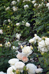 Obraz na płótnie Canvas Roses in Gorky Park, Moscow