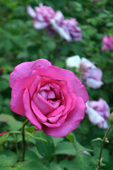 Roses in Gorky Park, Moscow